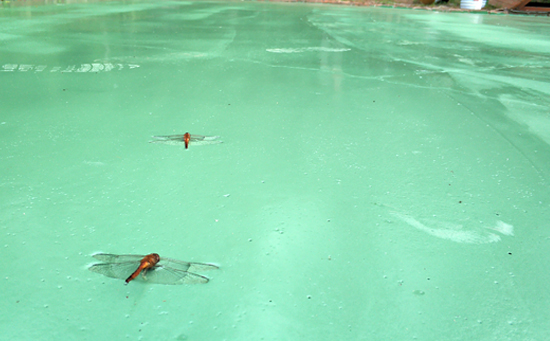 硅pu籃球場(chǎng)材料上的蜻蜓